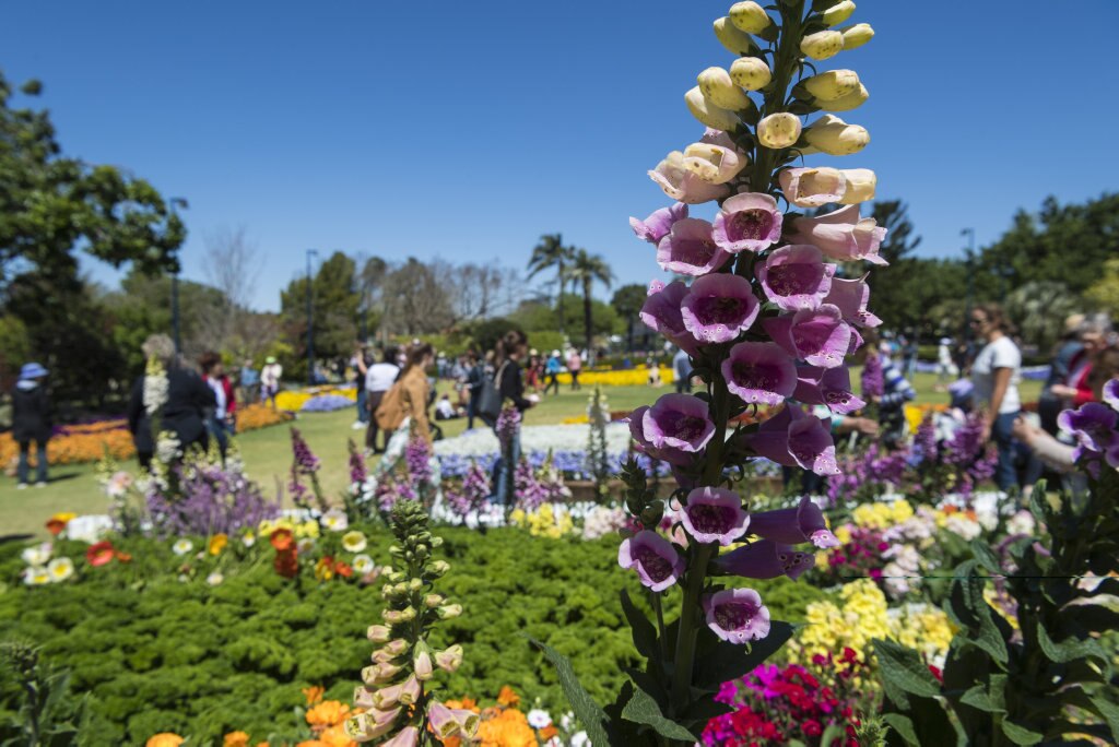 Crowds of people admire Laurel Bank Park during Carnival of Flowers 2020, Saturday, September 26, 2020. Picture: Kevin Farmer