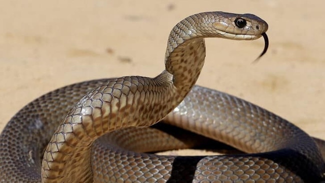 A teenage boy has been rushed to hospital after being bitten by a snake at Shepparton Christian College.