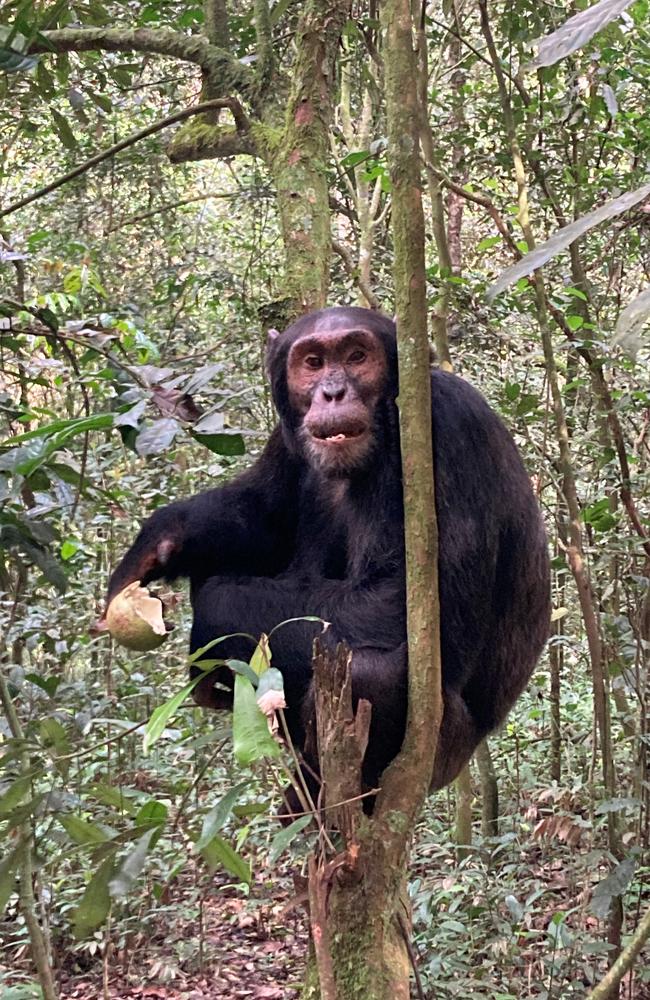 Chimp Odeloe eating one of the “testicle” fruits. Picture: news.com.au