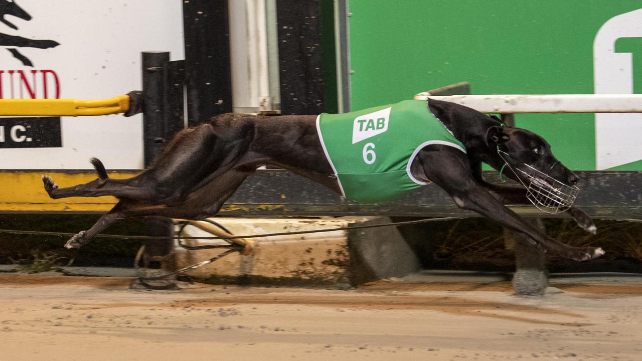 Phoenix Reserves Contenders: Greyhound Racing's Elite Prepare For Match  Race Battle