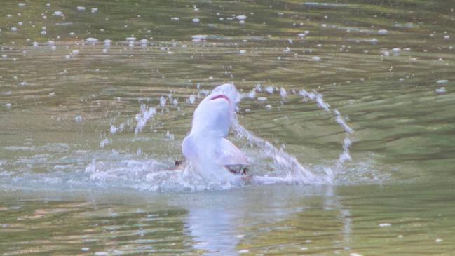 A saltie at Cahills Crossing chowed down on a river shark, putting on a show for Kai Elmas and Indya Wilson. Picture: Kai Elmas