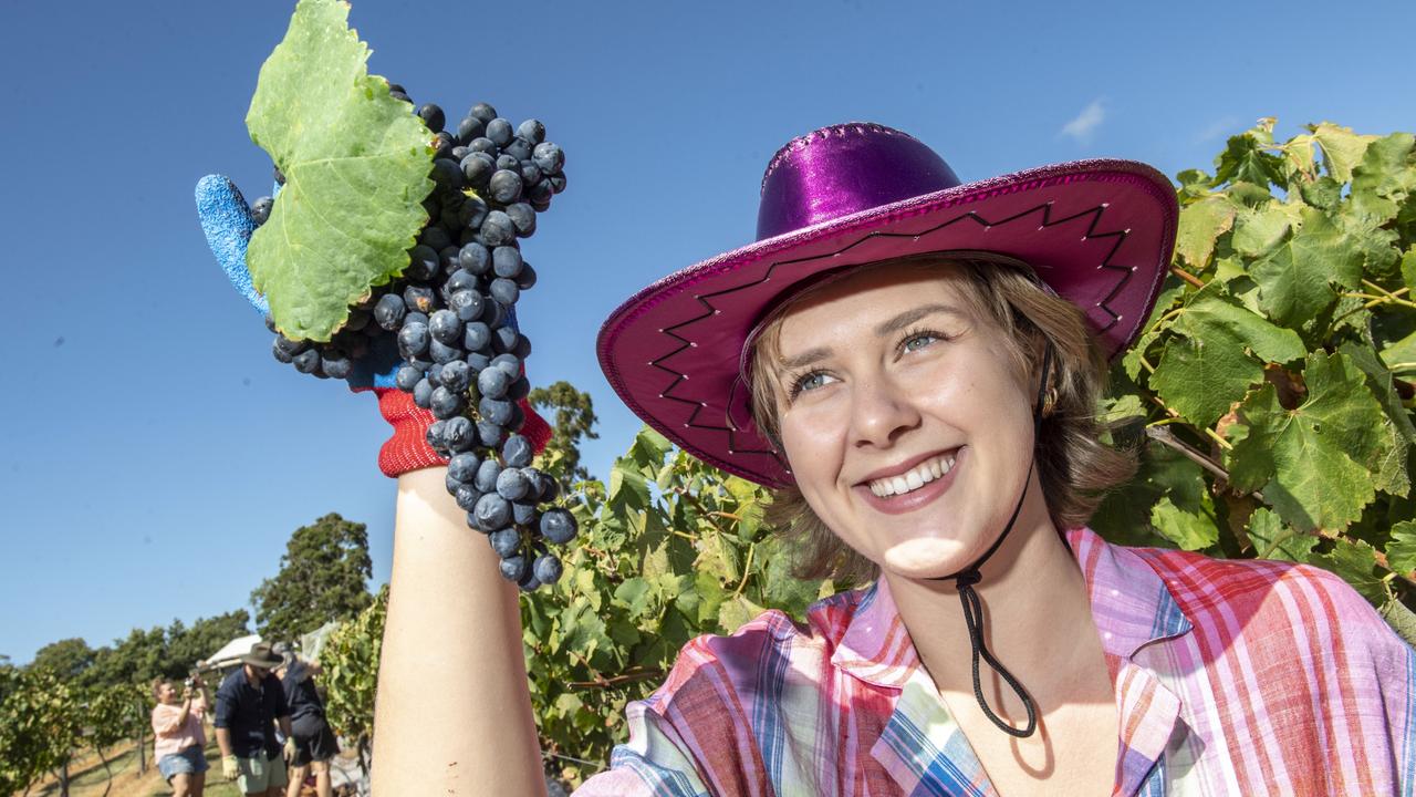 Ally Burke picks beautiful shiraz grapes at Rosalie House. Saturday, February 25, 2023. Picture: Nev Madsen.