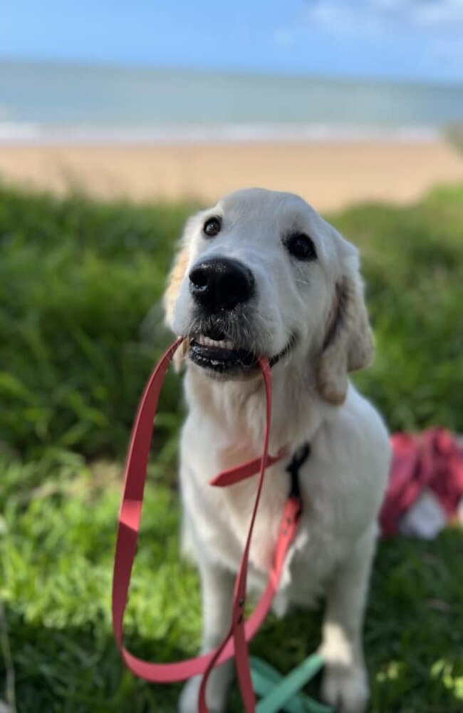 Oaklea: Ashleigh Kate Cooper's 7 month old Golden Retriever