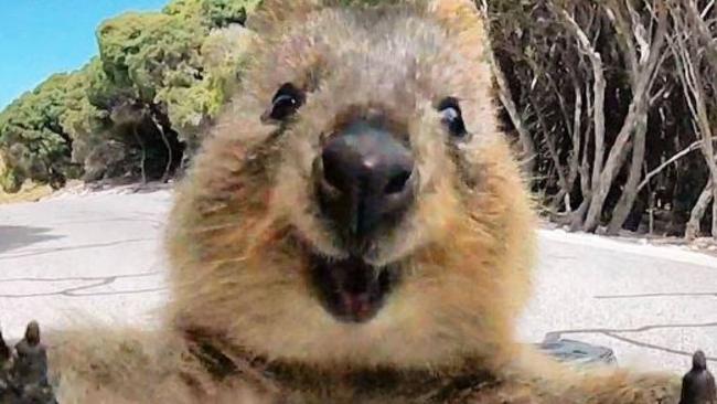 Perth: Cutest quokka photo captured by Campbell Jones on Rottnest ...