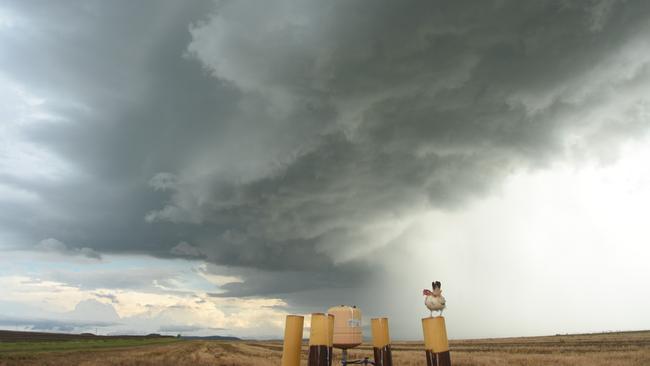 Storm Chicken has taken the internet by storm for its fearless posing in the face of storm clouds. Picture: Life of Chicken