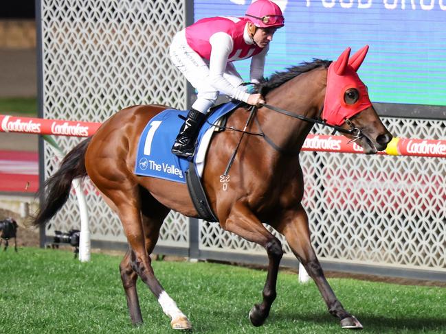 Skirt The Law on the way to the barriers prior to the running of the University Food Group Scarborough Stakes at Moonee Valley Racecourse on September 29, 2023 in Moonee Ponds, Australia. (Photo by George Sal/Racing Photos via Getty Images)