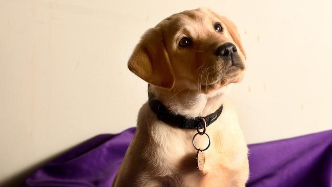 An Alfredton woman stole her housemate’s dog a court has heard. Picture: File