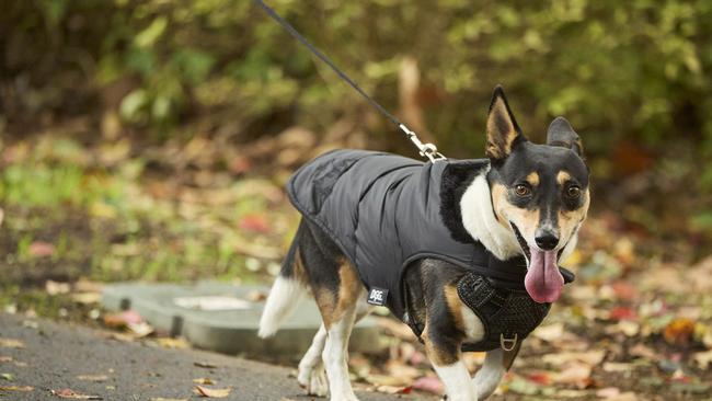 Million Paws Walk in the Adelaide Botanic Gardens, Sunday, May 28, 2023. Picture: Matt Loxton