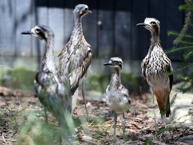 Baloo with the adult curlews.