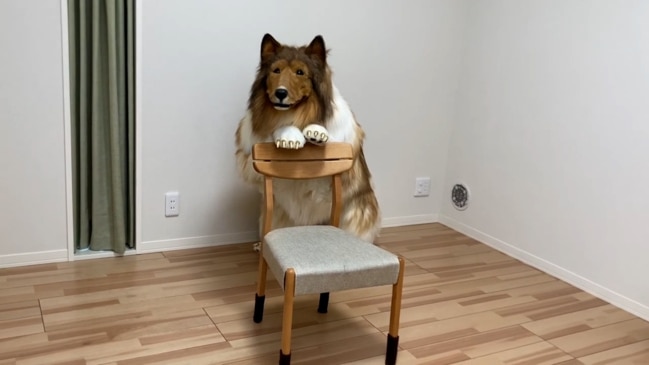 japanese-man-spends-22-000-to-become-a-rough-collie-dog-the-weekly-times