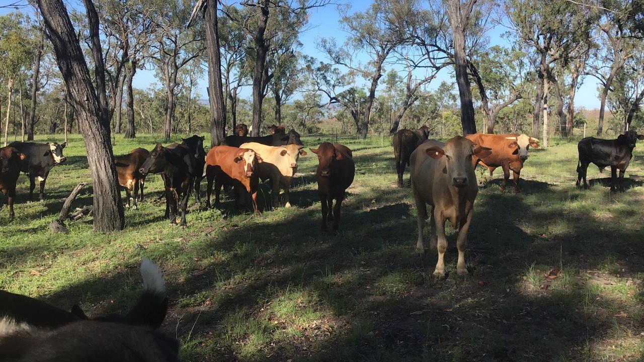 Judy and Mick Cook run about 1100 cattle on a property west of Eungella Dam. Picture: Contributed