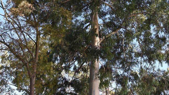 One councillor argued it was important to properly collate information on significant trees.