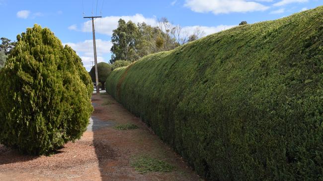 The Jacka Rd side of the maze which was sprayed with poison. Picture: Jason Katsaras