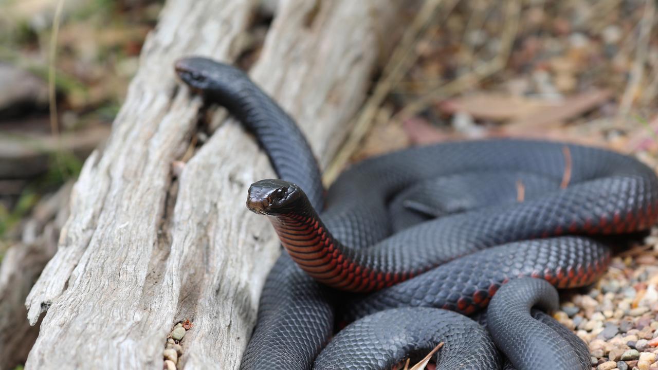 While venomous, red-bellied black snakes are considered one of the least dangerous snakes in Australia. Picture: Supplied