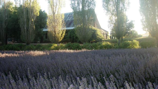 A carpet of lavender awaits visitors to Lavandula. Picture: News Corp Australia