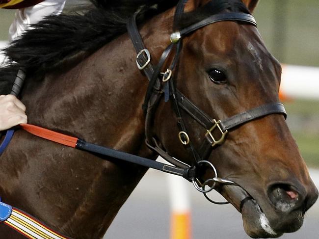 Breakfast with the Best at Moonee Valley. Preferment ridden by Blake Shinn works at Moonee Valley . Pic: Michael Klein