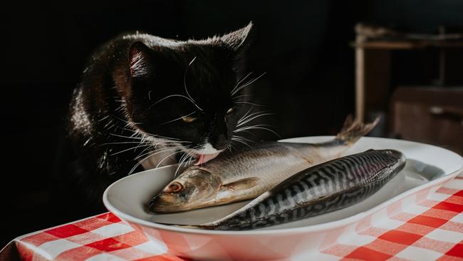 AZL can almost taste the salty brines it plans to produce from Prairie. Pic: Getty Images. 