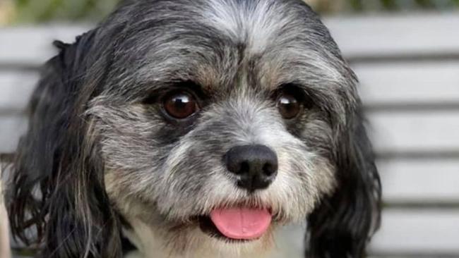 Four-year-old shih tzu Oliver.