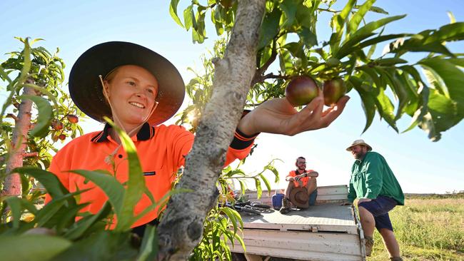 Stonefruit grower Angus Ferrier, with backpacker workers Eleanor Smith 24 from the UK and her partner Kilian Hoeckman 26 from Belgium, thinning Nectarine trees so the fruit will triple in size on his property west of Stanthorpe, southern QLD. Picture: Lyndon Mechielsen