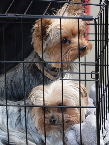 Pistol and Boo leaving Australia in 2015.