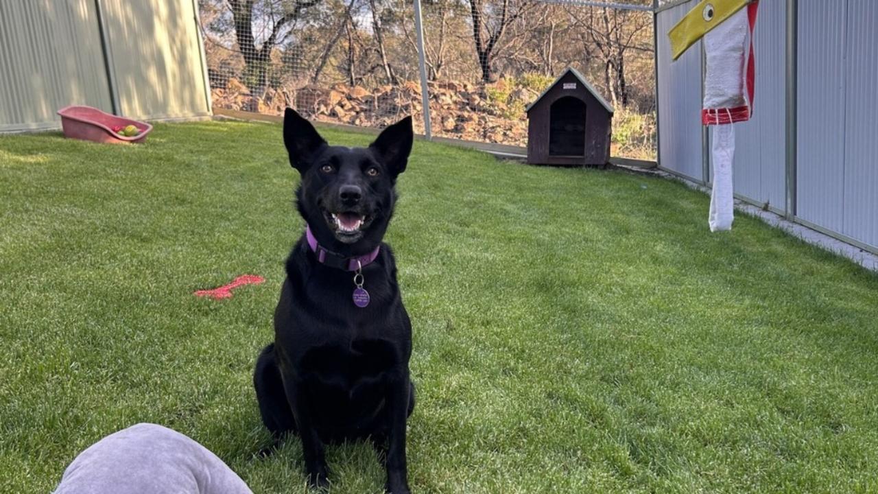 Dogs' Home dog Bella in one of the six new dog yards at the Launceston Dogs' Home. Picture: Dogs' Home of Tasmania