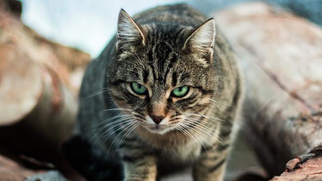 Cats will be locked up under a night time cat curfew introduced by Monash Council.