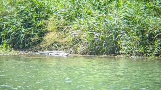 Jawajawa Rangers have spotted this 3-4m saltwater crocodile on the Mulgrave River at a spot previously thought to be croc free. Picture: Dulabed and Malanbarra Yidinji Aboriginal Corporation