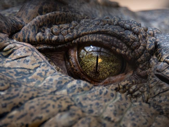 Simon Morrison the croc. Photo: Australia Zoo