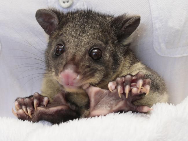 Short Eared Brushtail Possum. Picture: Lachie Millard