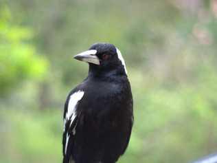 Residents are encouraged to be careful as the dreaded swooping season begins.