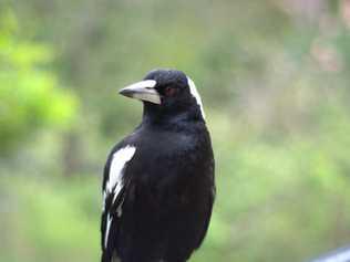 Residents are encouraged to be careful as the dreaded swooping season begins. 