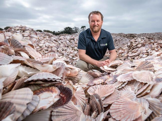 07-05-2024 Simon Branigan with some of the shells donated from restaurants that will be used to rebuild Oyster and Mussel reefs in Port Phillip Bay. Picture: Brad Fleet