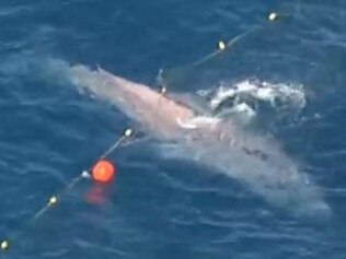 Whale freed from nets off Coast