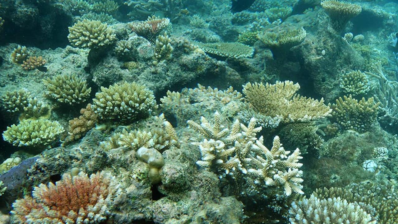 Great Barrier Reef: study shows decay of coral faster than first ...