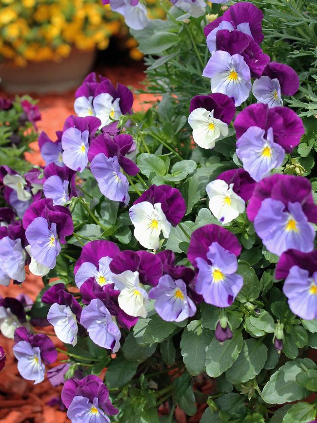 Bright spot: A pansy will add a splash of colour to your garden. Picture: Floriana