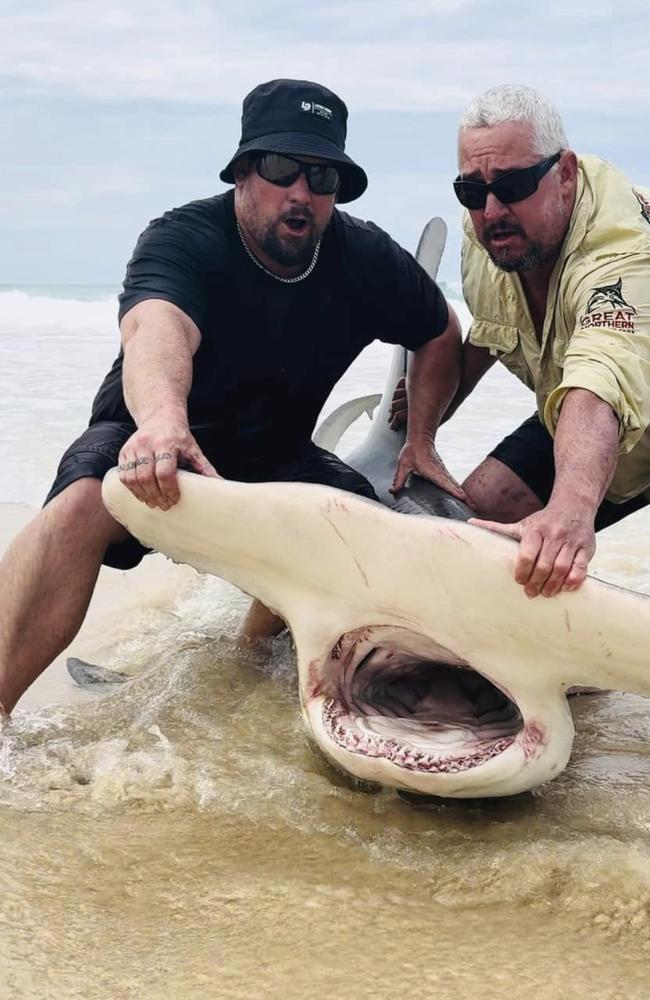 Kurt Donald posted this picture of a 4.2 metre Hammerhead shark caught and released off K'gari while chasing mackerel.