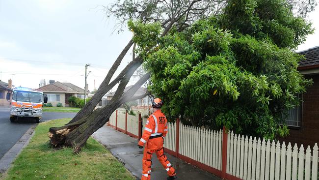 Wild winds uprooted a tree, which was left hanging over a Hamlyn Heights unit. Picture: Mark Wilson