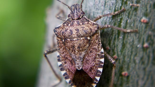 The brown marmorated stink bug can devastate fruit and vegetable crops. Picture:iStock