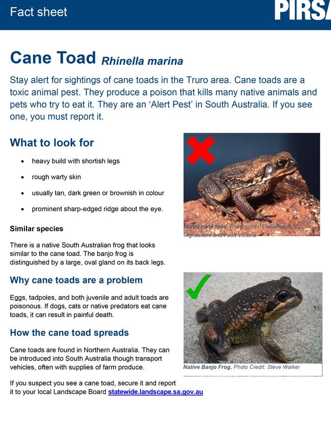 The flyer PIRSA has distributed in the area, reminding people to be on the lookout for toxic cane toads.