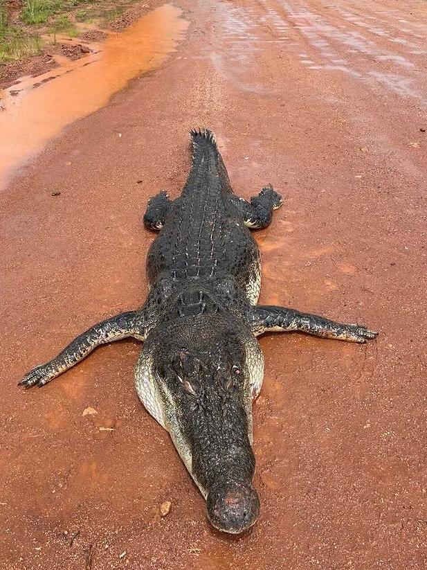 A 4.5m crocodile was shot by Traditional Owners in Gunbalanya. Picture: Dan McLaren