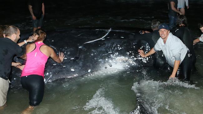 FRANTIC RESCUE: A crowd of Palm Beach locals on the Gold Coast try to push a juvenile Humpback whale back into the ocean after it stranded itself tonight. Picture: Glenn Hampson