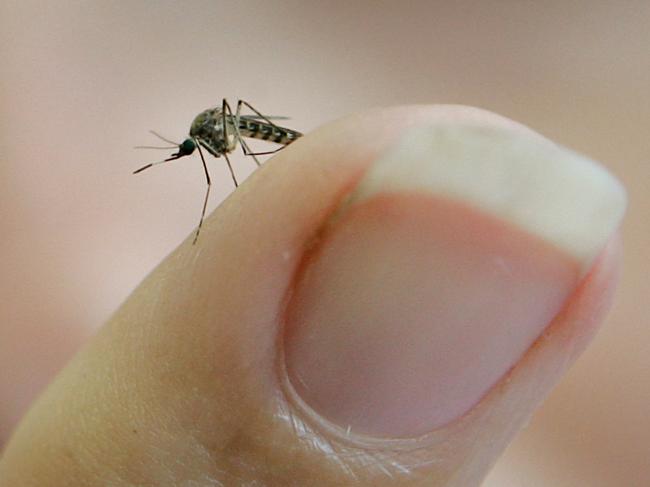 Residents have created a petition calling for a mosquito management plan in Liverpool. 