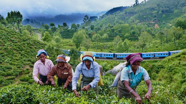 Tea pickers in the highlands of Haputale, Sri Lanka.