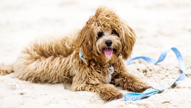 Toy Cavoodle named Yoshi plays in the sand. Picture: NIGEL HALLETT