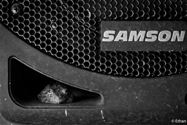 Monochrome by Ethan Mann, Queensland. ‘In the Speaker’ Northern Laughing Tree Frog, Gaeta in Queensland.