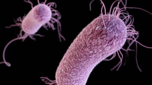 These invasive superbugs are resistant to many antibiotics, but have been treated against antibiotics from overseas which are now registered with the Therapeutic Goods Administration (TGA)