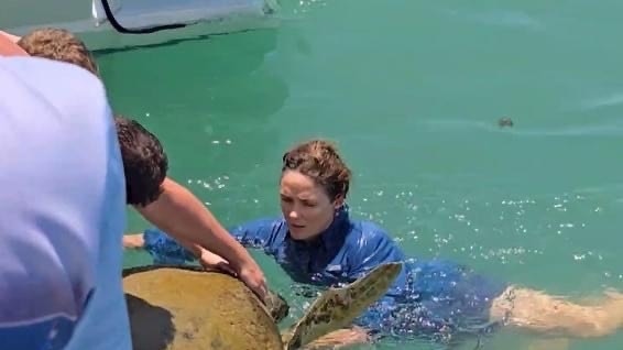 A turtle is rescued off the coast of Hervey Bay. Photo: Blue Dolphin Marine Tours