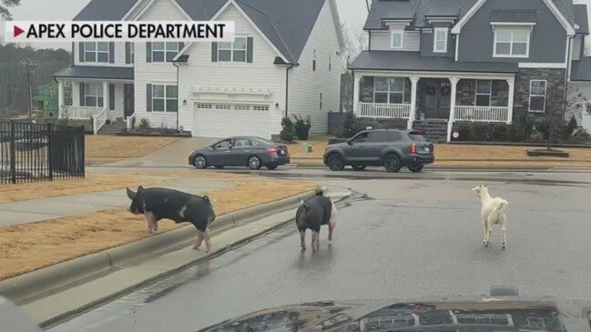 Police Chase Pigs, Goats On The Run | The Weekly Times