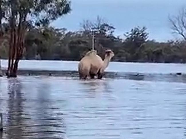 Camels rescued from Moama. Picture FRNSW.jpg 3.jpg