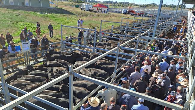 Ballarat cattle sale Feb 16 2024. Opening run of heavy steers. Picture: Jenny Kelly